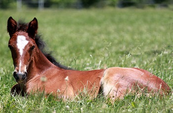 Foal In Grass
